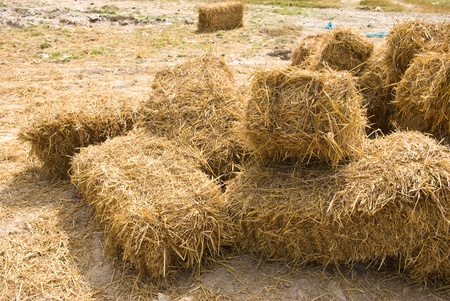 Straw for the cattleの写真素材