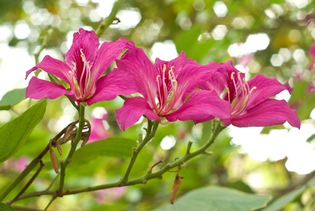 Purple flowerの写真素材