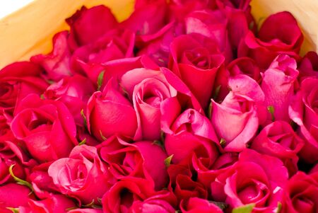 Rose backgroundの写真素材