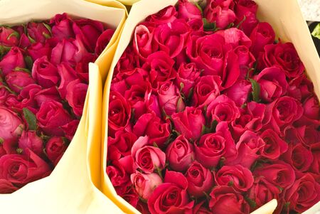 Rose in paper packの写真素材
