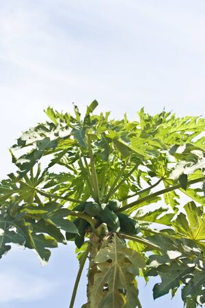Papaya on the tree, Fruitの写真素材