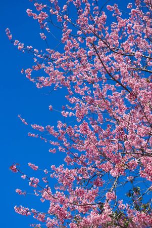Pink flower on tree with nice blue skyの写真素材