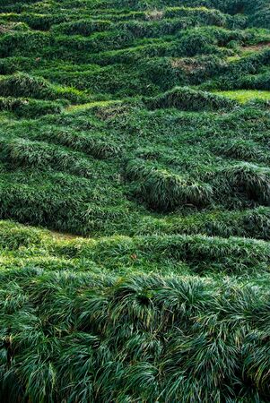 Meadow on hill, Grass backgroundの写真素材