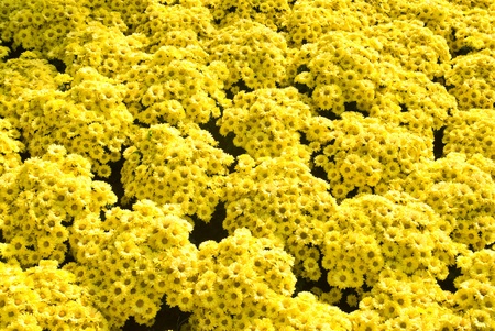 Yellow flower backgroundの写真素材