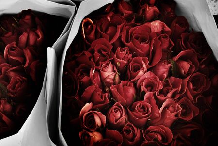 Red rose in retro styleの写真素材