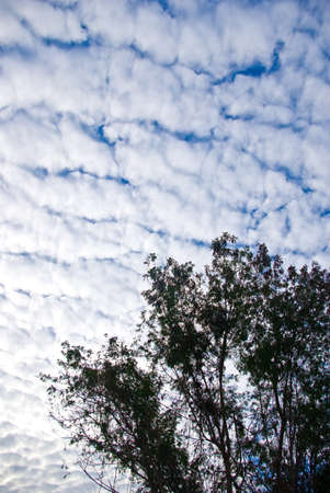 Morning sky with cloud and treeの写真素材