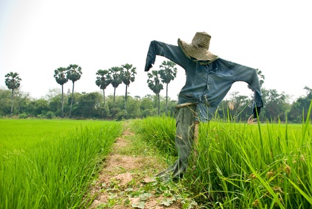 Straw man in the cornfieldの写真素材