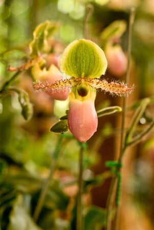 Rare orchid in Thailand, Paphiopedilumの写真素材