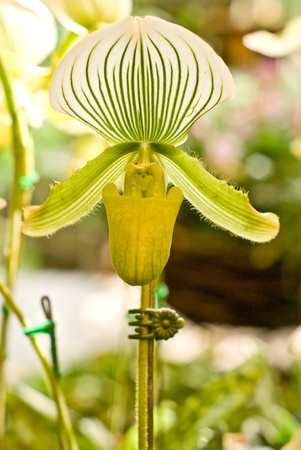 Rare orchid in Thailand, Paphiopedilumの写真素材