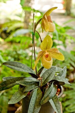 Rare orchid in Thailand, Paphiopedilumの写真素材