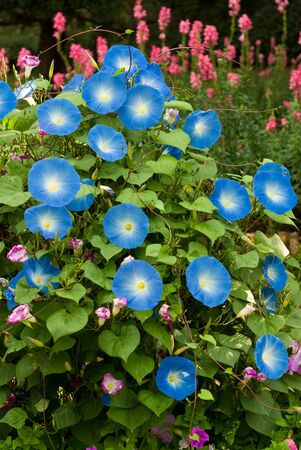 Blue flower, Morning glory flower in the gardenの写真素材