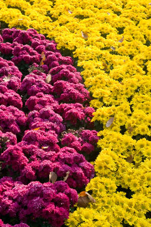 Nice yellow and red flower pattern backgroundの写真素材
