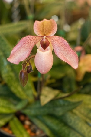 Rare pink orchid in Thailand, Paphiopedilumの写真素材