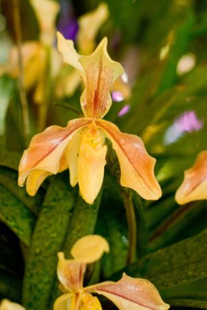Rare yellow orchid in Thailand, Paphiopedilumの写真素材