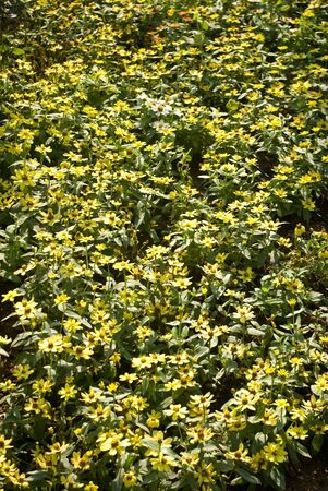 Yellow flower plant in the fieldの写真素材