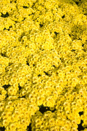 Nice yellow pattern backgroundの写真素材