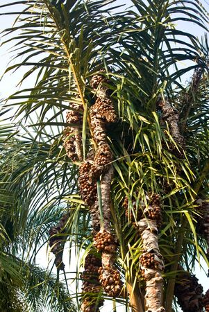 Palm tree and fruit の写真素材
