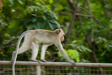 Monkey run on the wallの写真素材