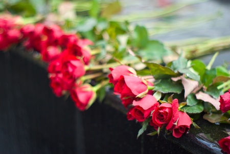 Red rose on edge of waterfallの写真素材