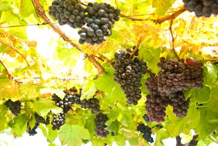 Grape fruit on tree, Vineyardsの写真素材