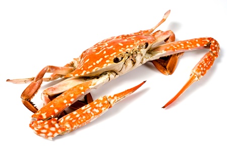 Boiled crab isolated on white backgroundの写真素材