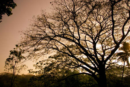 Tree silhouette with sunset skyの写真素材