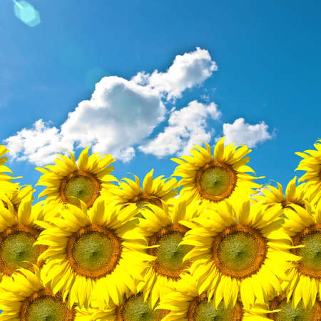 Sunflower farm with blue skyの写真素材