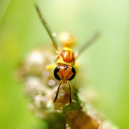 Hornet