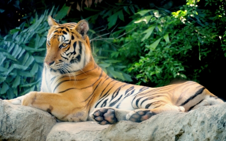 Tiger on the rock with forest backgroundの写真素材
