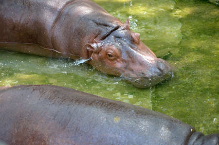 Hippopotamus sleep in waterの写真素材
