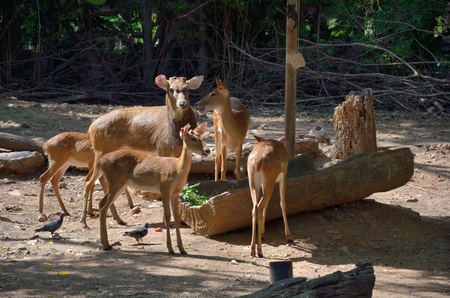 Deer eat the grass in the zoo with the morning lightの写真素材