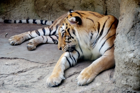 Sleepy tiger lay down on the ground  