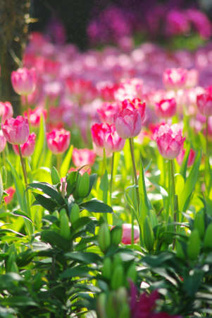 Nice Tulip garden in Thailand