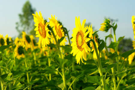 Side of sunflower in the farmの写真素材