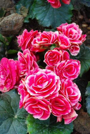 Pink flower in the garden, Thailandの写真素材