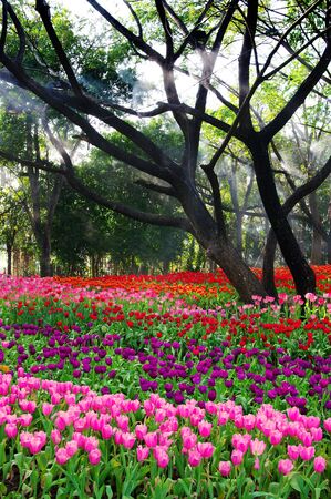 Colorful tulip flower in garden, Thailandの写真素材