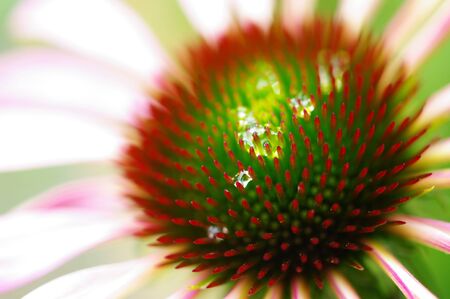 Rain drop in flower, Macro shotの写真素材