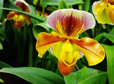 Nice Orchid in Thailand, Paphiopedilum villosum  Lindl   Steinの写真素材