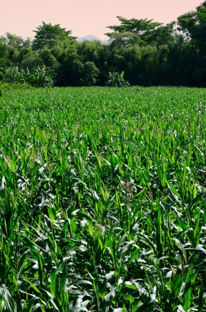 Corn field with sunset skyの写真素材