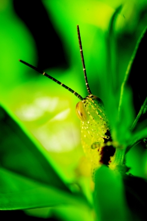Grasshopper at back the leaf, Close up shotの写真素材