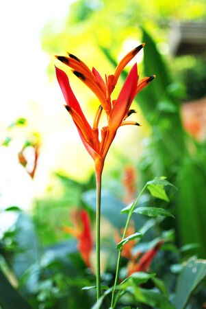 Bird Of Paradise flower in the gardenの写真素材