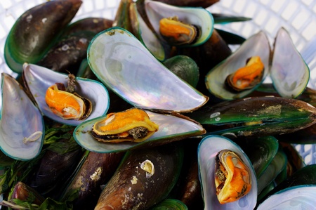 Asian green musselの写真素材