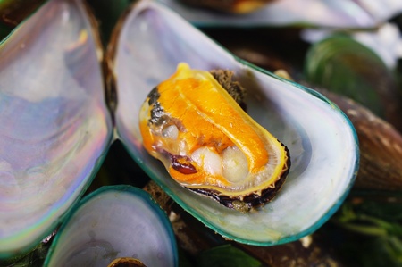 Asian green musselの写真素材