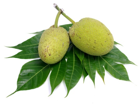 Breadfruit isolatedの写真素材
