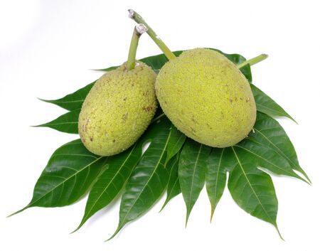Breadfruit isolated on white backgroundの写真素材