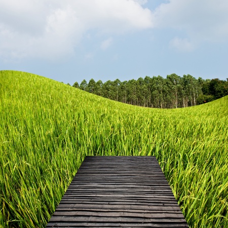 Countryside travel concept, Terrace on the rice fieldの写真素材