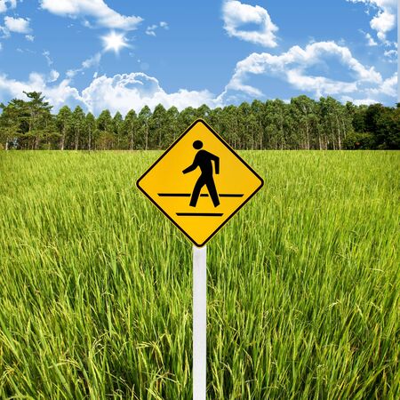 Travel in countryside concept, Crossroad sign with rice fieldの写真素材