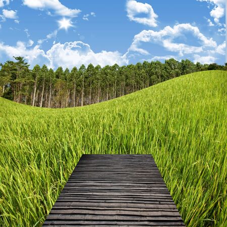 Terrace on the rice field and nice blue sky, Countryside travel conceptの写真素材