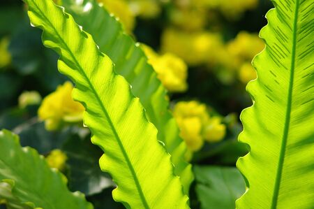 Nice translucent green fren in North of Thailandの写真素材