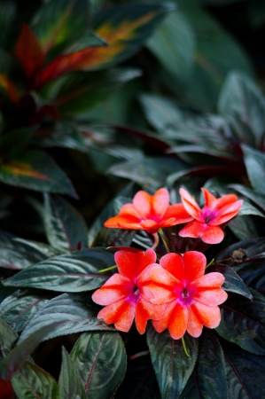 Nice flower in garden, North of Thailandの写真素材